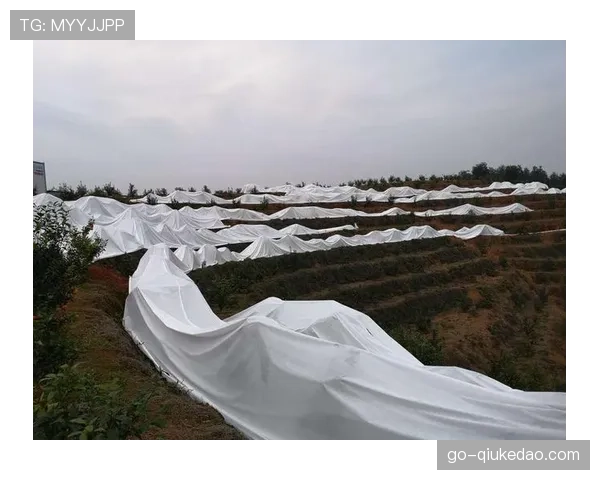 斯图加特主场草皮供暖系统启用，应对低温天气